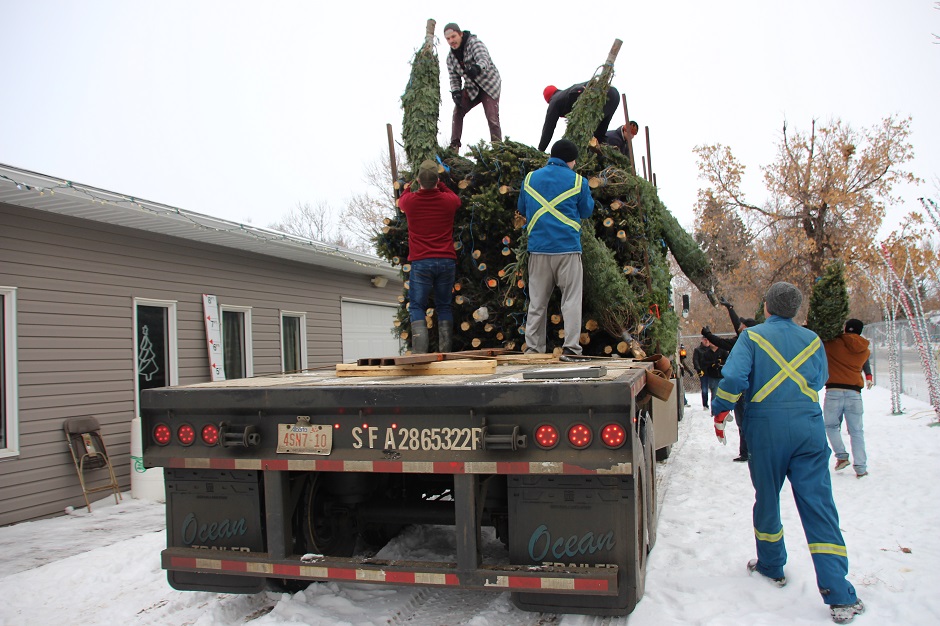 Men at work Young Fellows Tree lot STOCKED